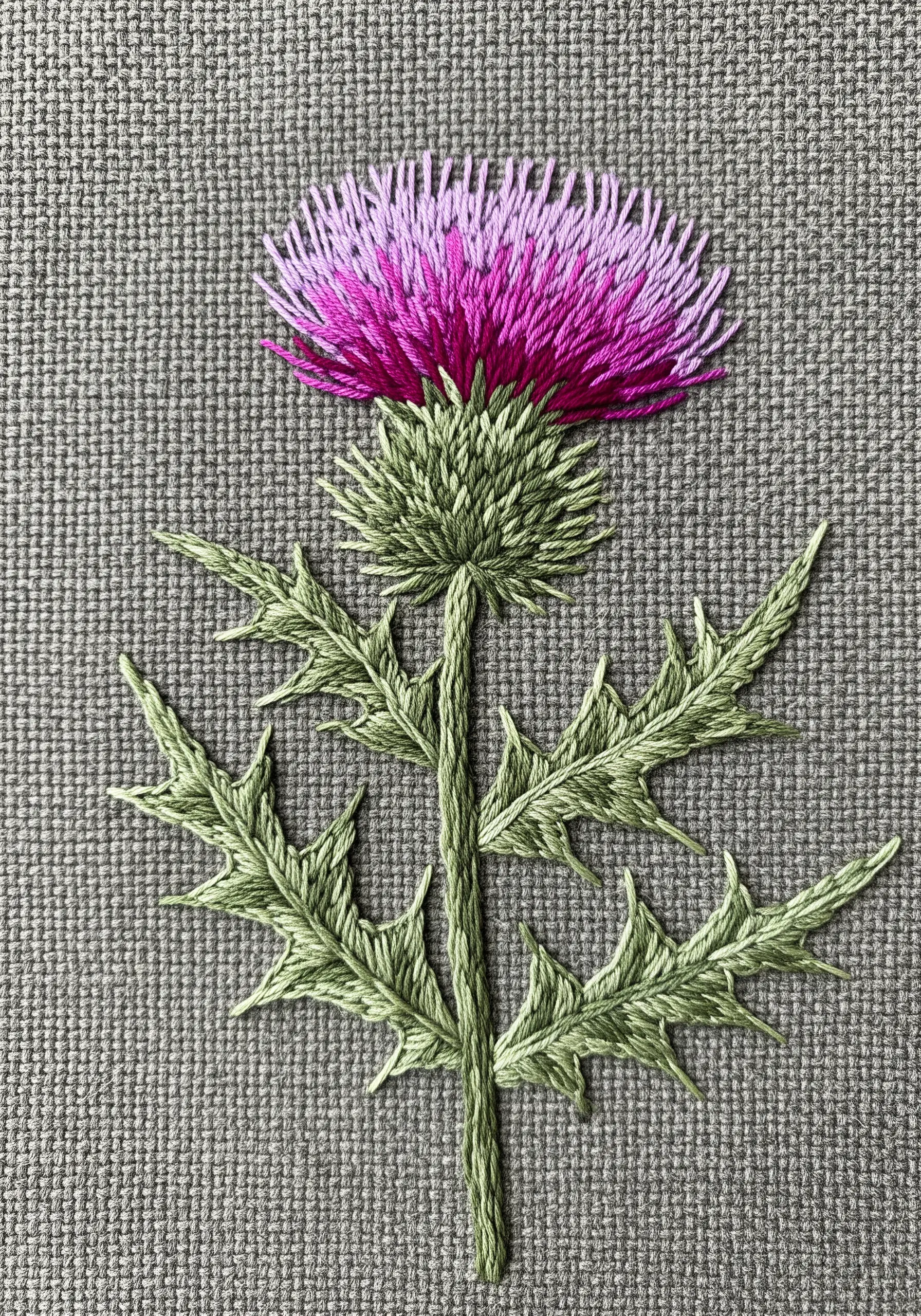 A Scottish thistle with a fuzzy pink and purple top and sharply stitched green leaves.