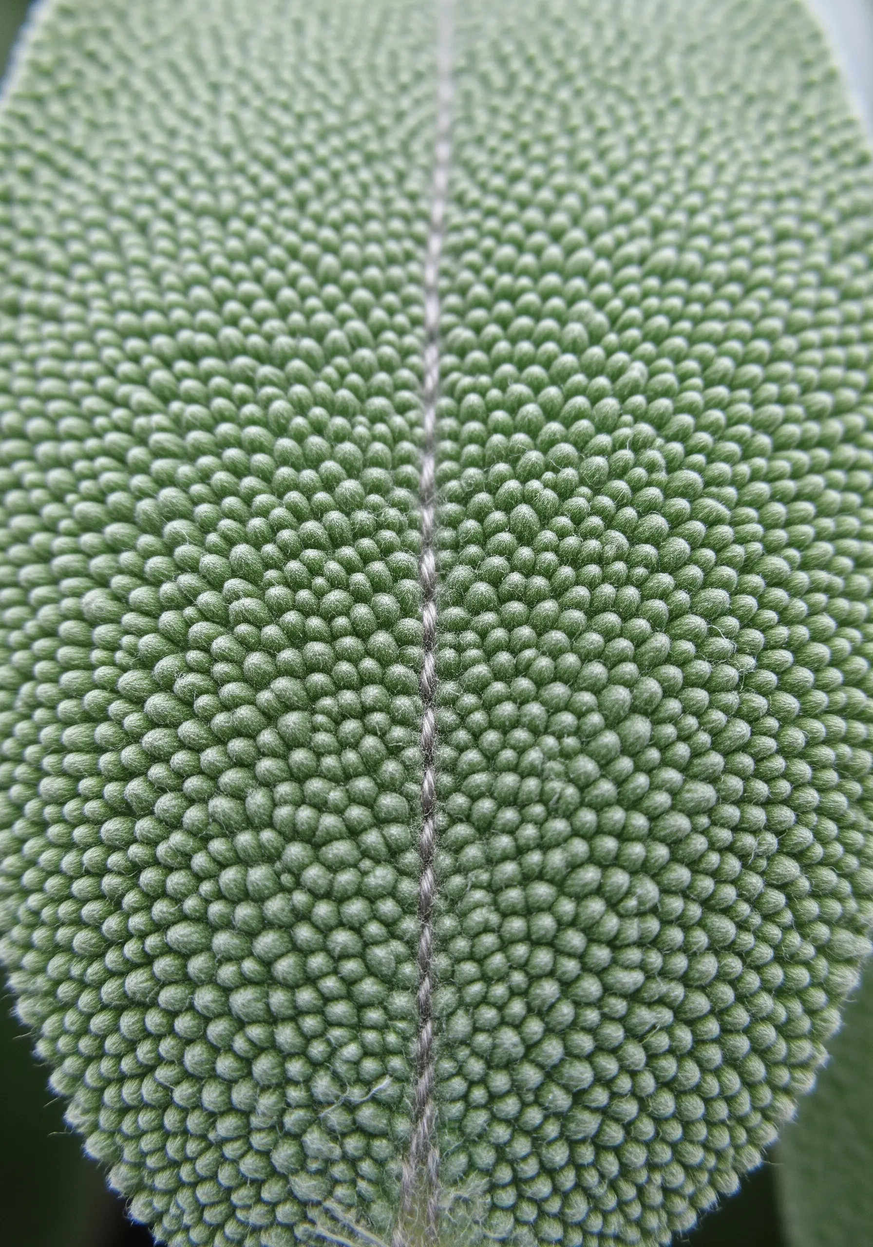 Close-up of a leaf filled with dense green French knots, with a central vein of lighter knots.