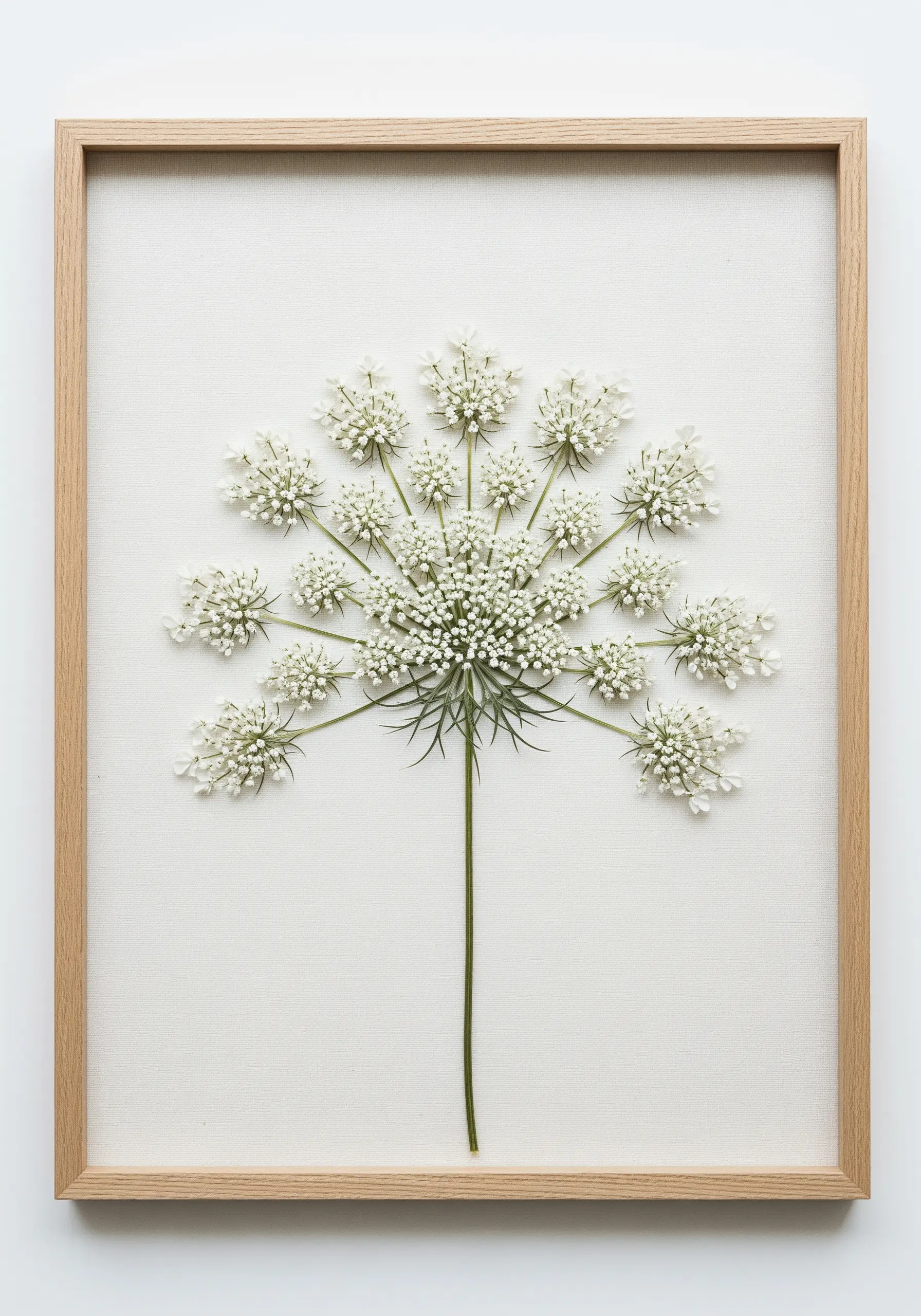 A single pressed Queen Anne's Lace elegantly framed against a plain background.