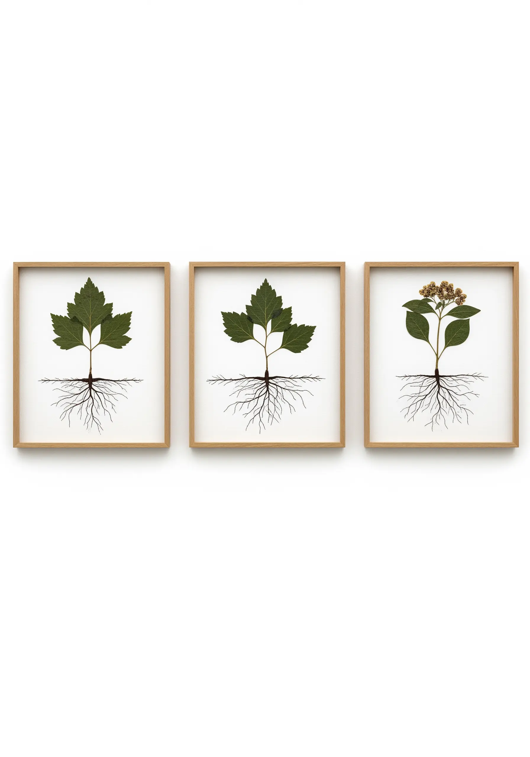 Three framed botanical artworks showing leaves and root systems