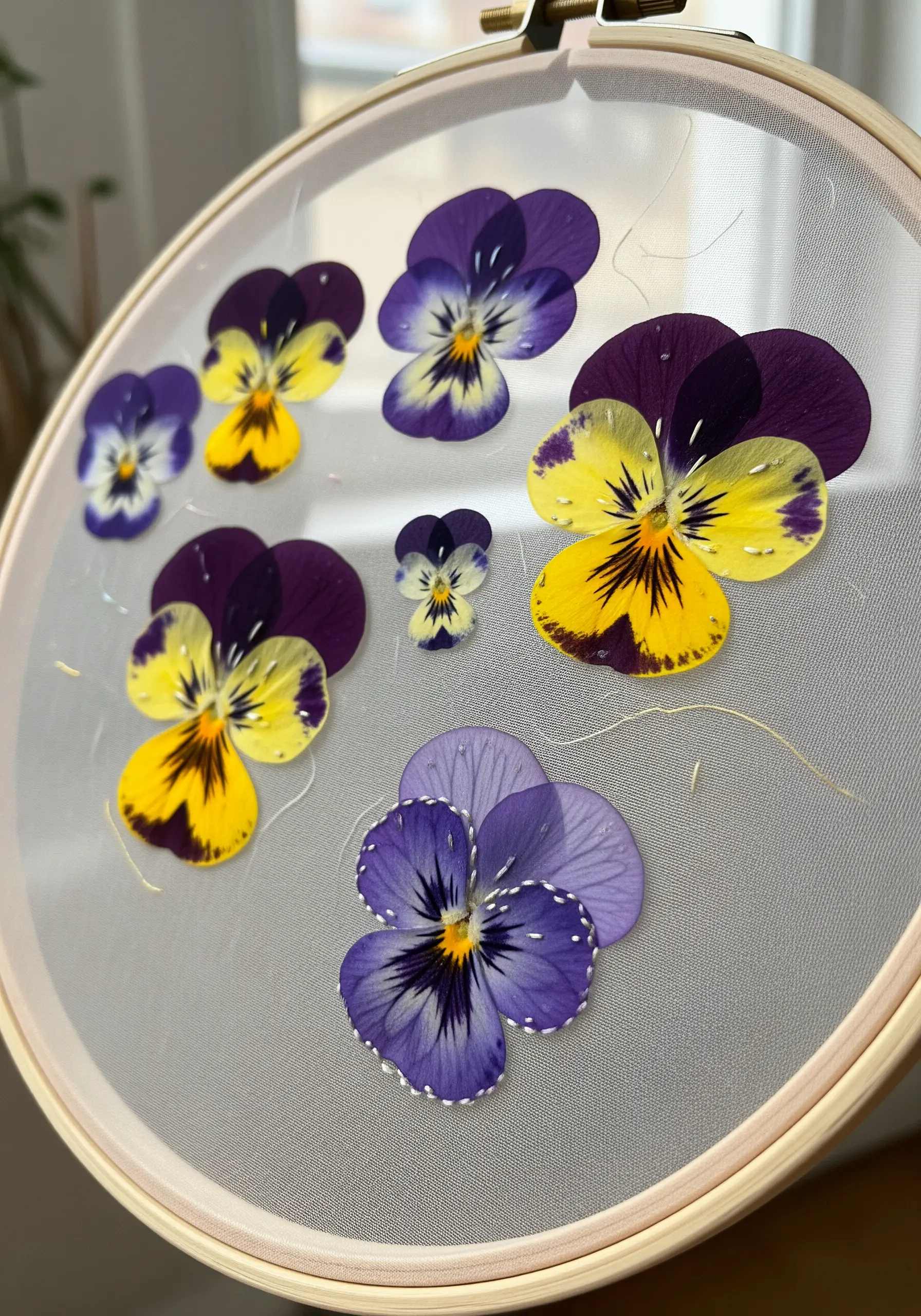 Pressed pansies stitched onto sheer fabric in an embroidery hoop, creating a floating effect.